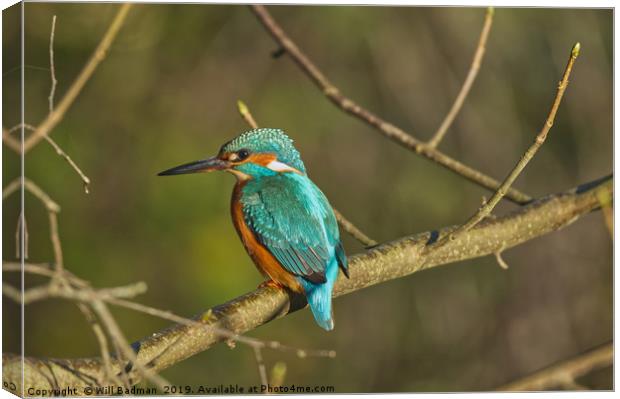 Kingfisher on a branch Canvas Print by Will Badman