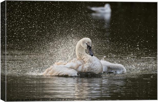 Swan flapping its wings on the lake in Yeovil uk  Canvas Print by Will Badman