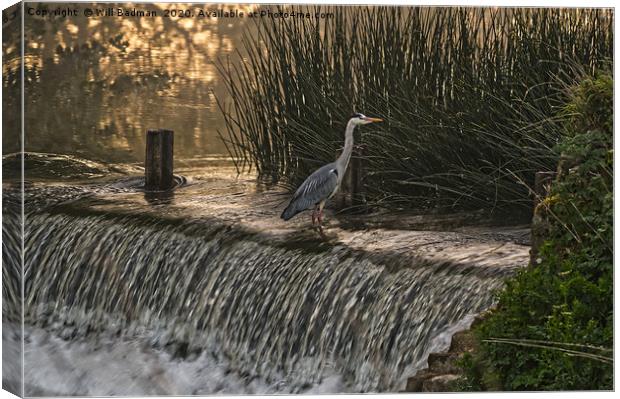 Heron on the Weir  Canvas Print by Will Badman