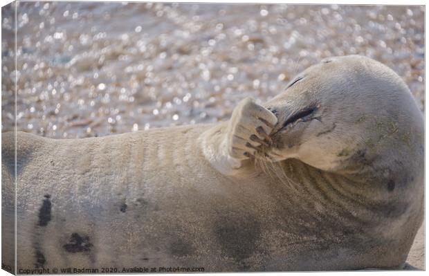 Sammy seal Canvas Print by Will Badman