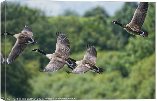 Flying Canadian Geese  Canvas Print by Will Badman