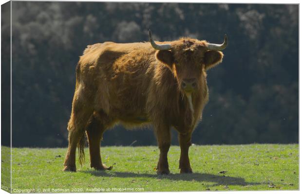 Highland Cow Canvas Print by Will Badman