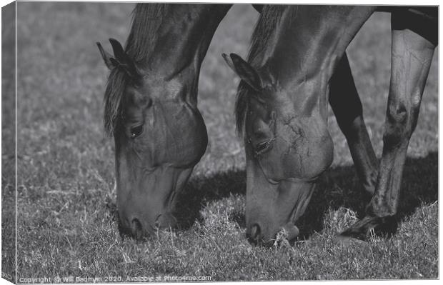 A close up of horses in a field Canvas Print by Will Badman