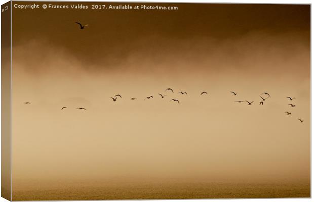 Flock of birds flying in fog at sunset  Canvas Print by Frances Valdes