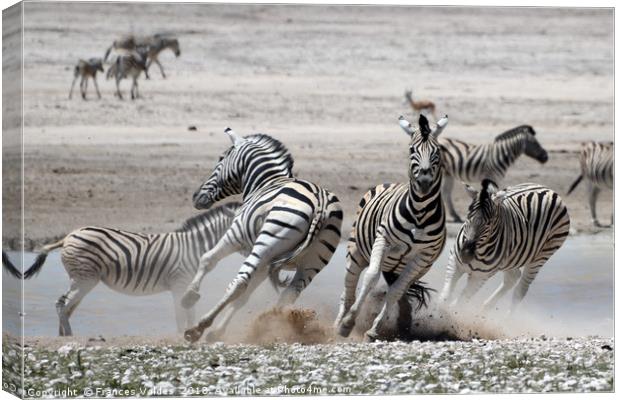 Fleeing Zebras Canvas Print by Frances Valdes