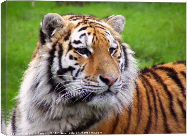 Arina - Sumatran Tigress Canvas Print by mark danson