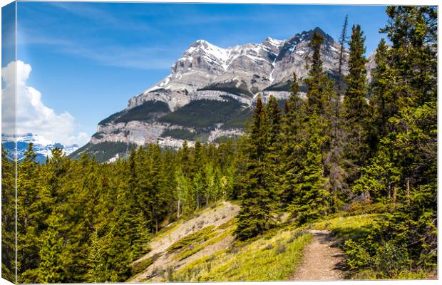 Canadian mountain trail  Canvas Print by David Belcher