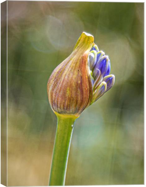 Agapanthus in bud Canvas Print by David Belcher