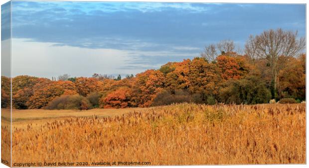 Autumn colours Canvas Print by David Belcher