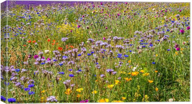Wild flower meadow Canvas Print by David Belcher