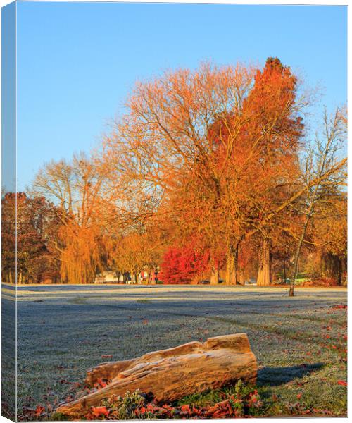 Autumn colour on a frosty morning Canvas Print by David Belcher