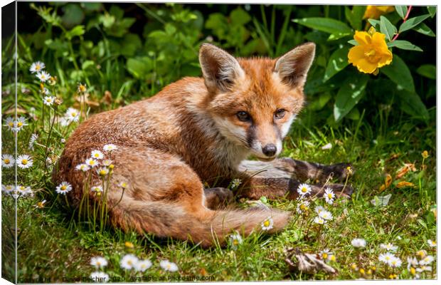 A fox cub relaxing in a garden Canvas Print by David Belcher