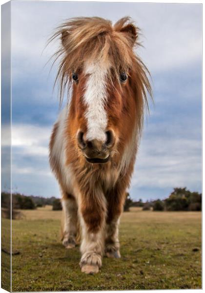 New Forest pony Canvas Print by David Belcher