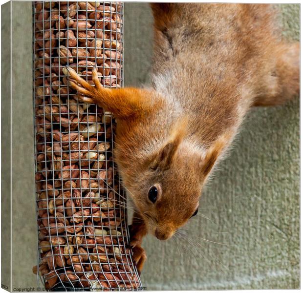 Red Squirrel Canvas Print by David Belcher