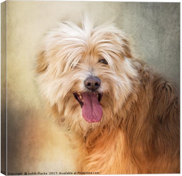 Rescue dog portrait. Canvas Print by Judith Flacke