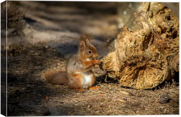 Red squirrel Canvas Print by David Morton