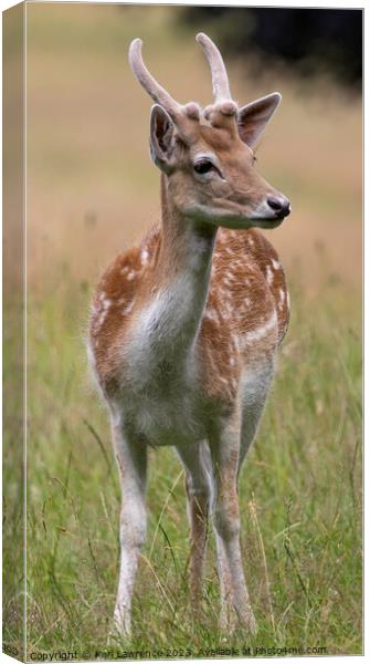 A Fallow deer standing in a grassy field Canvas Print by Karl Lawrence