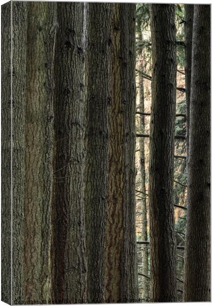 Elan Valley Pine Tree Trunks Canvas Print by Ken Mills
