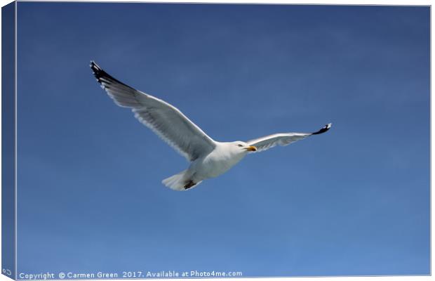 Herring gull soaring the skies in Lyme Bay Canvas Print by Carmen Green