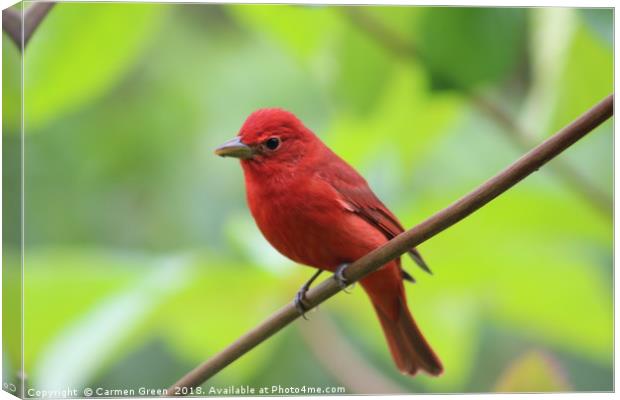Summer Tanager, Costa Rica Canvas Print by Carmen Green