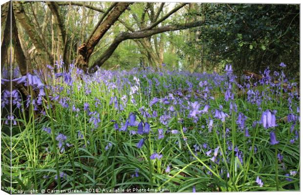 Bluebells in Spring  Canvas Print by Carmen Green