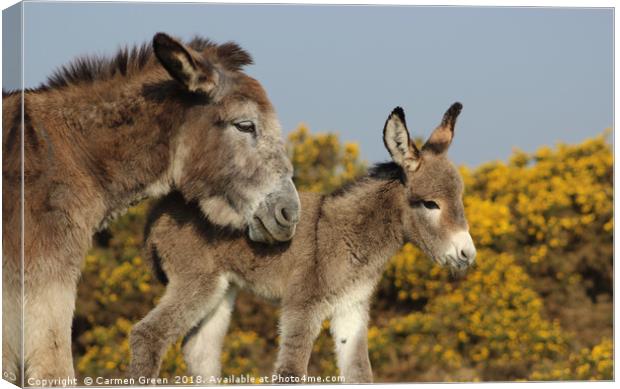 Mother donkey with her baby Canvas Print by Carmen Green