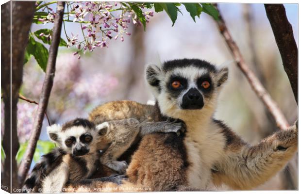 Mother and baby lemurs in Madagascar Canvas Print by Carmen Green