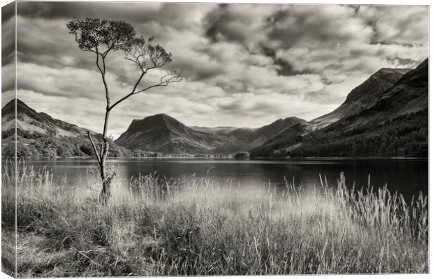 Lone tree at Buttermere Canvas Print by Peter Scott