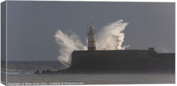 Seagull flying in to the storm Canvas Print by Peter Scott