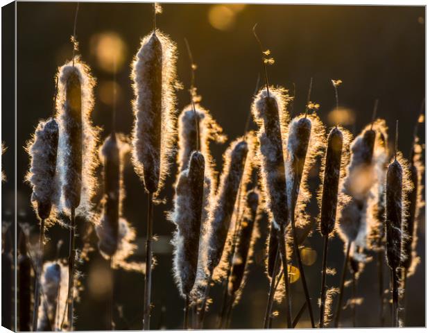 Bullrush Sunset Canvas Print by Colin Stock