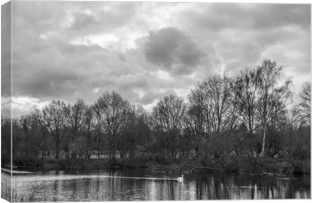 A Swan Alone Canvas Print by Colin Stock