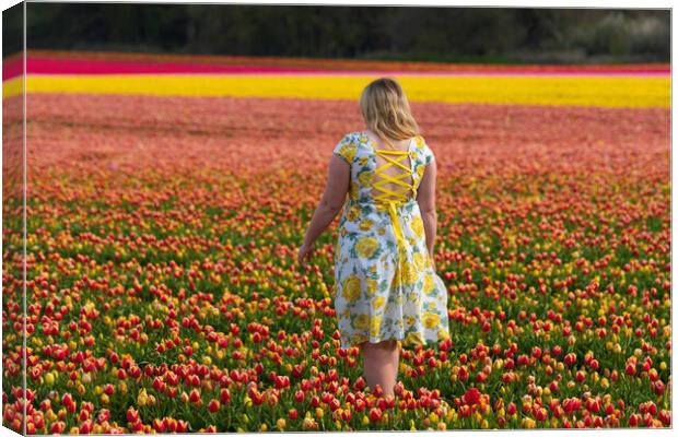 Norfolk Tulip field, 3rd May 2021 Canvas Print by Andrew Sharpe