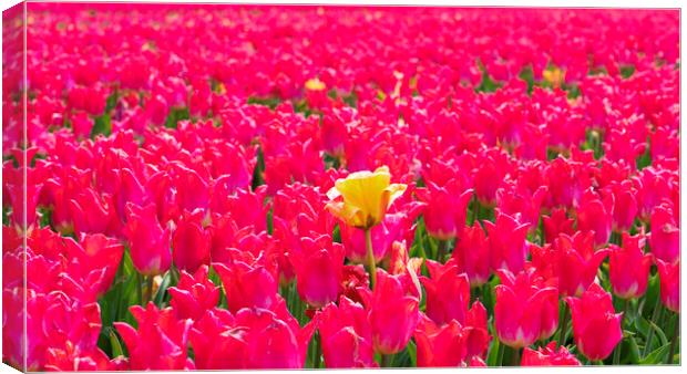 Hillington, Norfolk. Tulip fields, 5th May 2021 Canvas Print by Andrew Sharpe