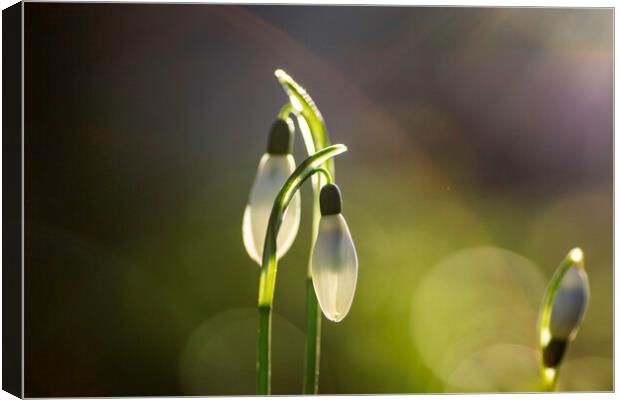 Snowdrops in St Andrew's churchyard, Sutton-in-the Canvas Print by Andrew Sharpe