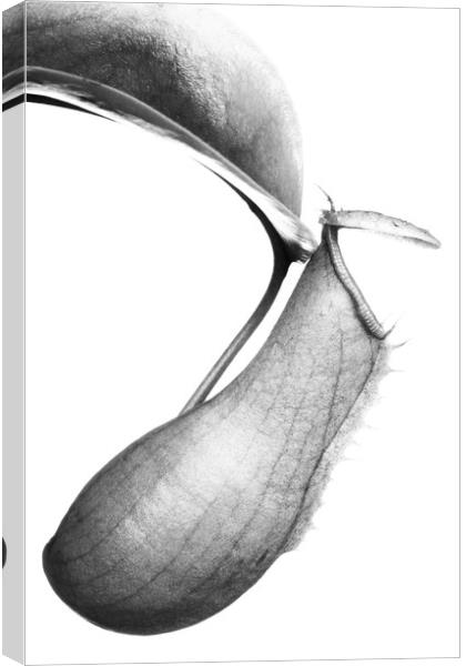 Nepenthes Canvas Print by David Hill