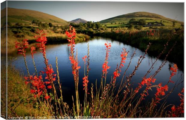 Montbretia In the Mourne Mountains Canvas Print by Gary Cowan