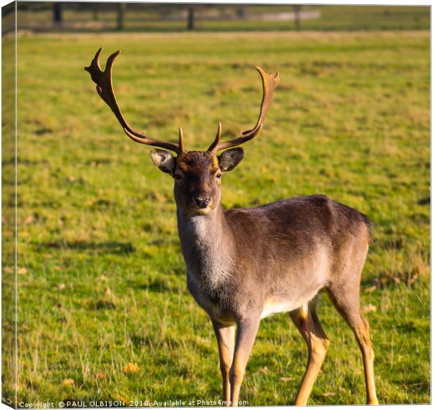 Fallow deer Canvas Print by PAUL OLBISON