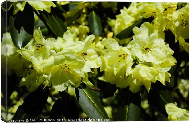 Yellow rhododendrons  Canvas Print by PAUL OLBISON