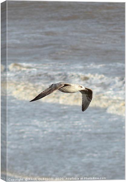 Seagull in flight Canvas Print by PAUL OLBISON