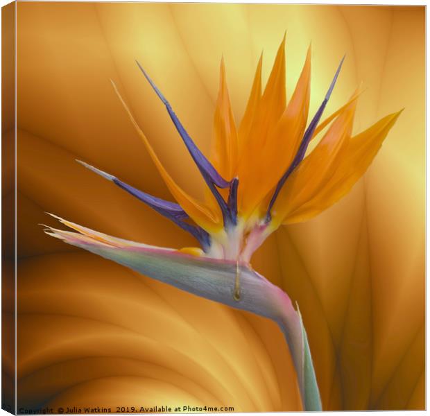 Bird of Paradise Flower Canvas Print by Julia Watkins