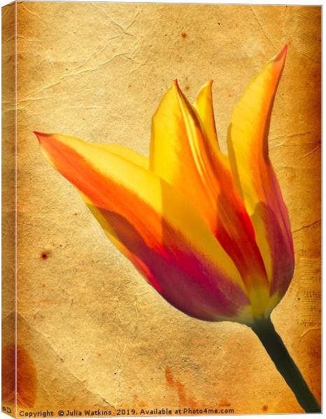 Tulip  Canvas Print by Julia Watkins