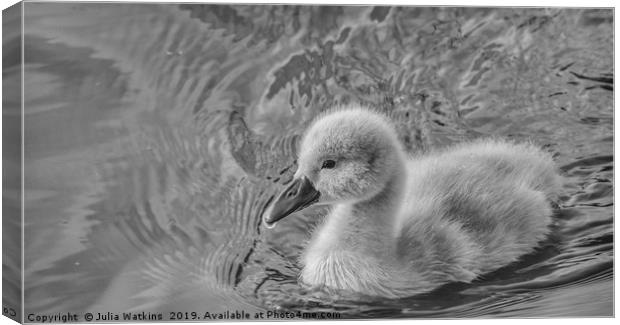 Cygnet in Black and White  Canvas Print by Julia Watkins