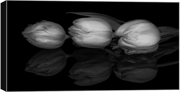 Three Tulips  Canvas Print by Julia Watkins