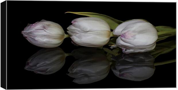 three tulips and reflection Canvas Print by Julia Watkins