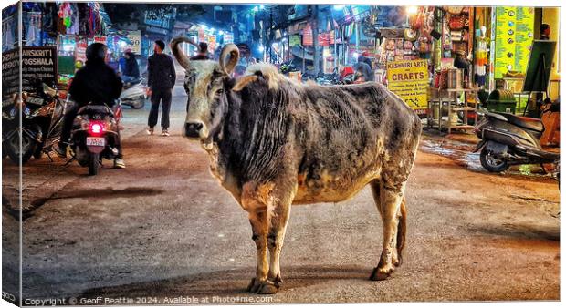A cow walking down the street in Rishikesh, India Canvas Print by Geoff Beattie