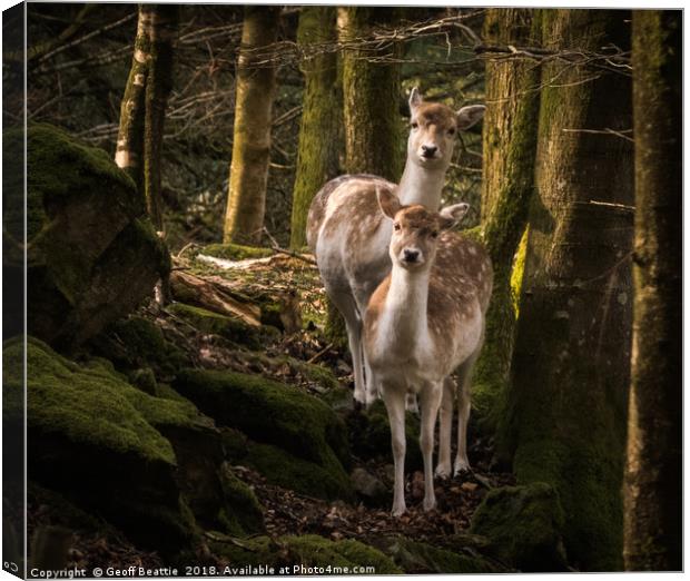 2 fallow deer in the woodland morning light Canvas Print by Geoff Beattie