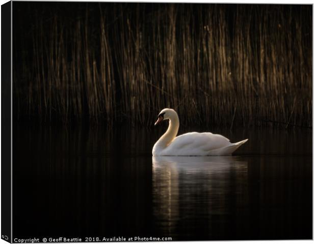 Swan in the morning light Canvas Print by Geoff Beattie