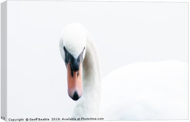Portrait of a swan Canvas Print by Geoff Beattie