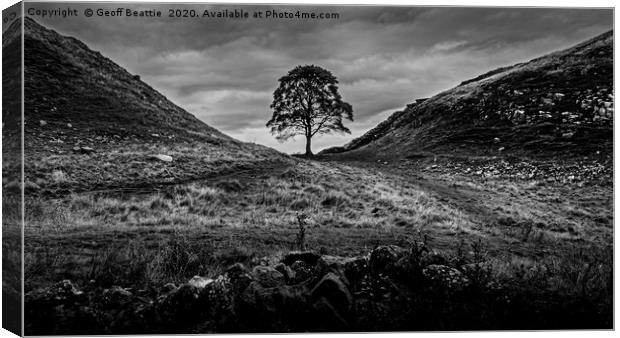 The Iconic Solitude of Sycamore Gap Canvas Print by Geoff Beattie