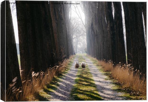 Two sheep in middle of a path staring ahead in the Netherlands Canvas Print by Alexandre Rotenberg